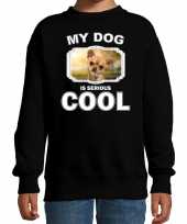 Chihuahua honden trui sweater my dog is serious cool zwart voor kinderen