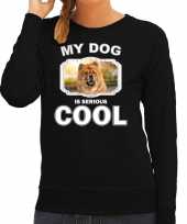 Chow chow honden sweater trui my dog is serious cool zwart voor dames