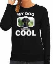 Coole teckel honden sweater trui my dog is serious cool zwart voor dames