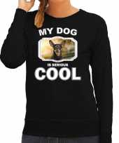 Dwergpinscher honden sweater trui my dog is serious cool zwart voor dames