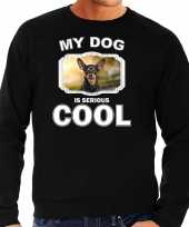 Dwergpinscher honden sweater trui my dog is serious cool zwart voor heren 10256657