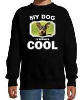 Dwergpinscher honden trui sweater my dog is serious cool zwart voor kinderen
