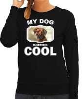 Rhodesian ridgeback honden sweater trui my dog is serious cool zwart voor dames